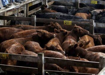 Mercado de Liniers: bajaron los precios, tras la poca venta de carne durante el fin de semana largo