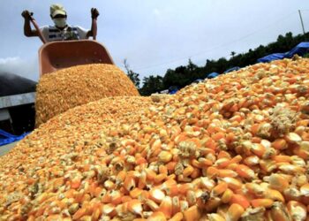 España y Portugal abrieron sus mercados al maíz argentino