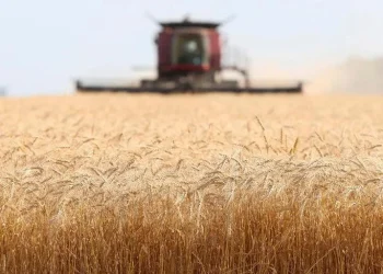 El costo de la guerra: la ONU alertó que los precios internacionales de los alimentos alcanzaron un nuevo récord histórico