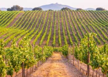 Se viene el II Encuentro Regional del Turismo del Vino