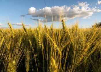 Argentina acordó con China la exportación de trigo, lana y productos bovinos