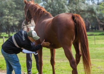 Se detectó un caso humano de Encefalitis Equina del Oeste