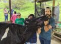 Rescatan 27 vacas desnutridas y enfermas de un camión antes de su faena