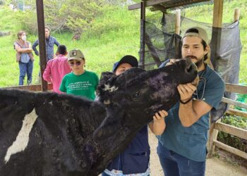 Rescatan 27 vacas desnutridas y enfermas de un camión antes de su faena