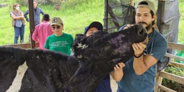 Rescatan 27 vacas desnutridas y enfermas de un camión antes de su faena