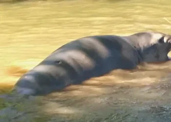 Un elefante marino fue avistado en Escobar, generando sorpresa entre los vecinos