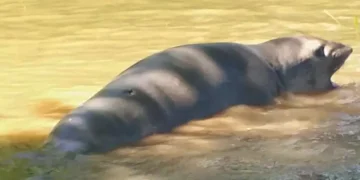 Un elefante marino fue avistado en Escobar, generando sorpresa entre los vecinos