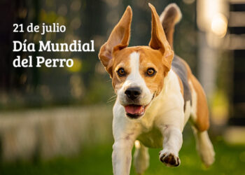 Celebración del Día Mundial del Perro: su importancia y significado
