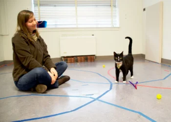 La clave del cariño en los gatos: su crianza durante las primeras siete semanas