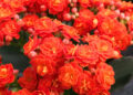 La planta de flores naranjas: una opción ideal para espacios reducidos con poca luz