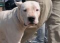 Un niño de dos años se encuentra grave tras ser mordido por un perro en Córdoba