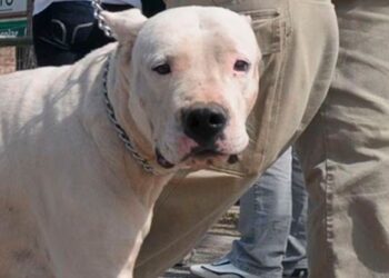 Un niño de dos años se encuentra grave tras ser mordido por un perro en Córdoba