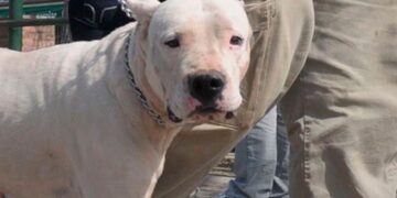 Un niño de dos años se encuentra grave tras ser mordido por un perro en Córdoba