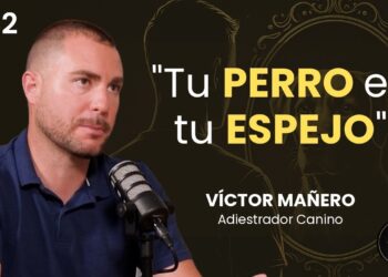 Consejos de un adiestrador canino sobre la llegada a casa: cómo evitar la mala educación en los perros