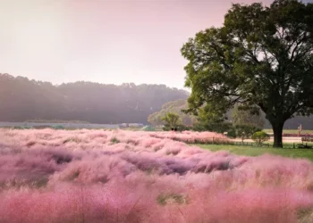 La planta rosa más buscada para el jardín: resistente al sol, libre de hormigas y de fácil cuidado