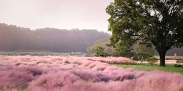 La planta rosa más buscada para el jardín: resistente al sol, libre de hormigas y de fácil cuidado