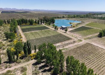 Tierra agrícola: por qué el campo vuelve a atraer a los inversores y qué rentabilidad ofrece