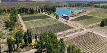 Tierra agrícola: por qué el campo vuelve a atraer a los inversores y qué rentabilidad ofrece