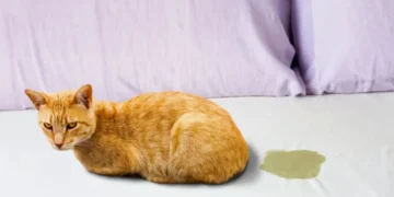 Científicos revelan el motivo del fuerte olor del pis de gato