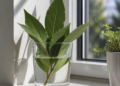 La hoja de laurel en agua: un ritual de Feng Shui para atraer energía positiva