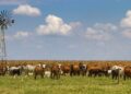 La ganadería argentina cambia de rumbo: más kilos por animal, retención de vientres y una demanda global que abre nuevas oportunidades