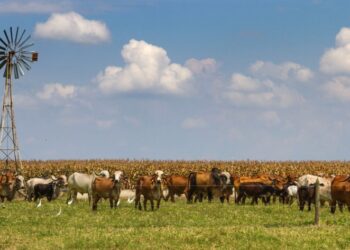 La ganadería argentina cambia de rumbo: más kilos por animal, retención de vientres y una demanda global que abre nuevas oportunidades